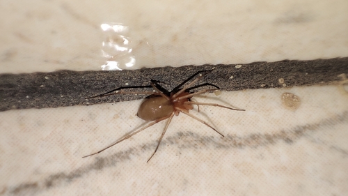 Cosmopolitan Spider Hunter