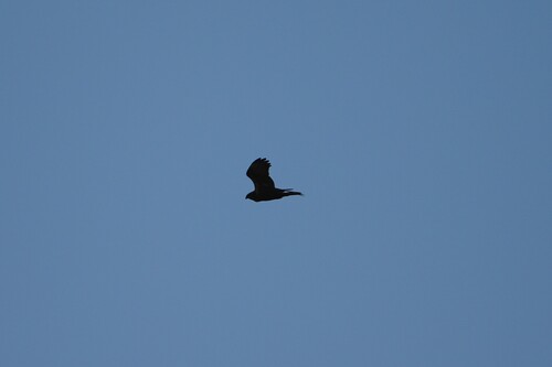 Avistamiento Aguilucho lagunero occidental