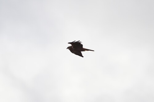 Avistamiento Aguilucho lagunero occidental