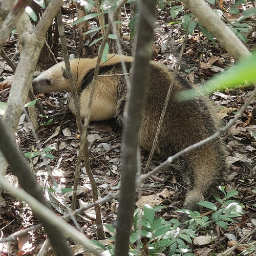 Southern Tamandua