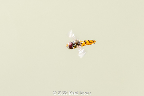 Unknown species found near Vermilion Parish, LA, USA