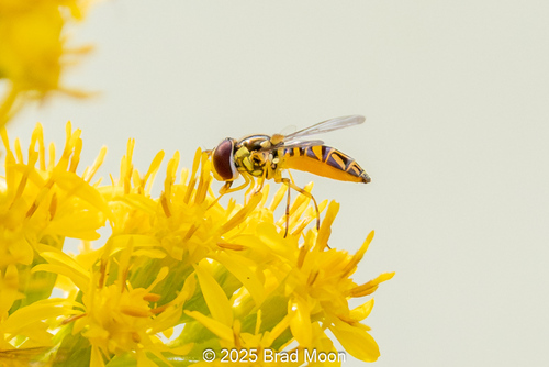 Unknown species found near Vermilion Parish, LA, USA
