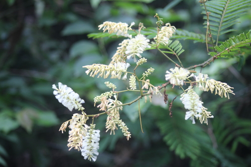 Acacia adhaerens