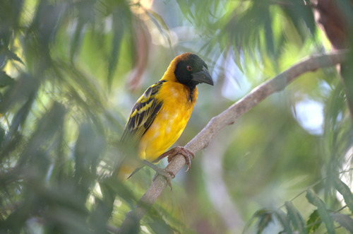 Village Weaver