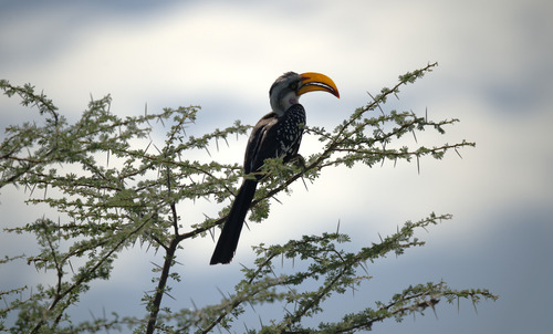 Eastern Yellow-billed Hornbill