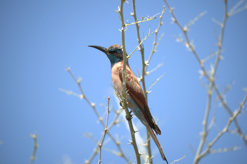 Northern Carmine Bee-eater