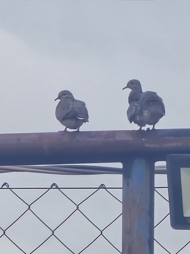 Eared Dove