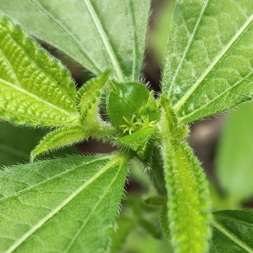 Bernardia sidoides