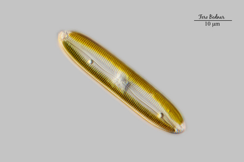 Pinnularia