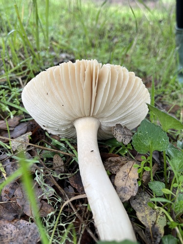iNaturalist observation photo of amanita mushrooms