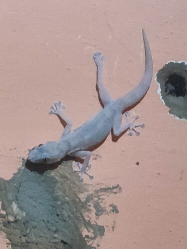 Yellow Fan-fingered Gecko