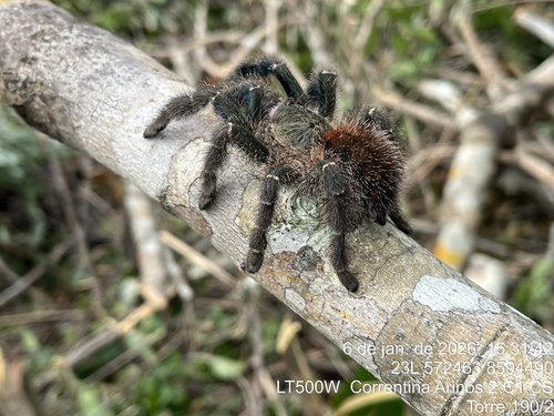 Iridopelma marcoi