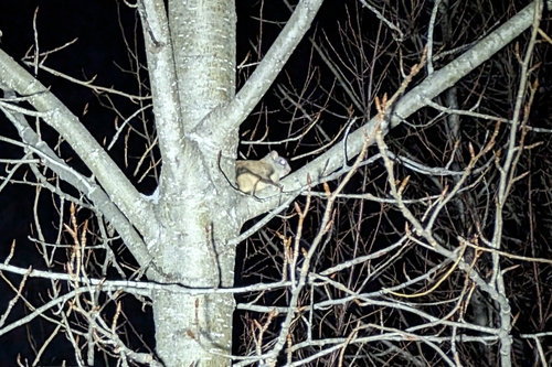 grand polatouche observed by david_turgeon