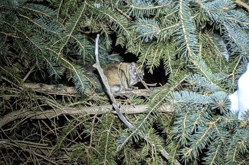 grand polatouche observed by david_turgeon