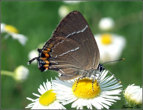 White-letter Hairstreak