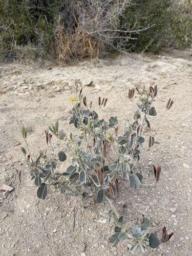 Senna durangensis