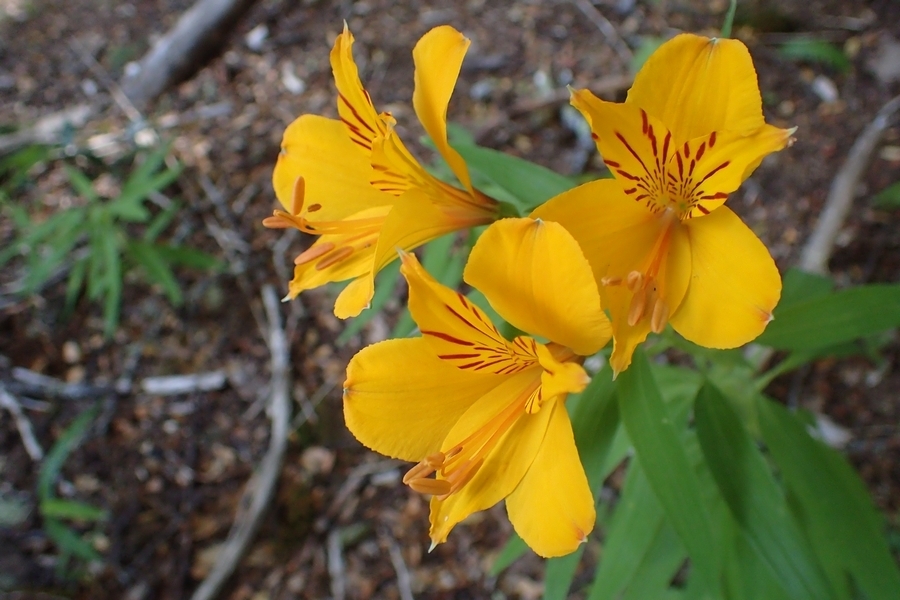 Alstroemeria aurea — a medium houseplant, prefers partial sun light