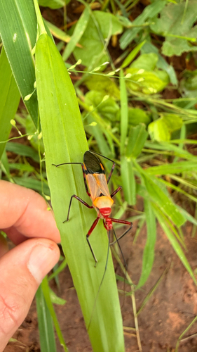 Pseudophonoctonus formosus