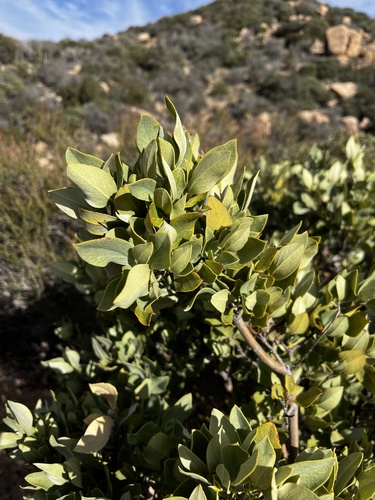 Southern Silktassle foliage