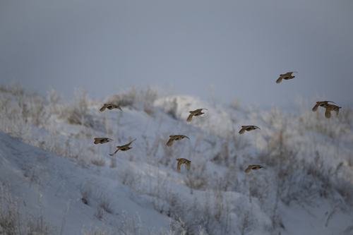 Gray Partridge