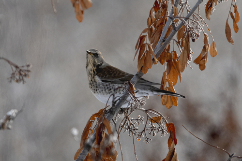 Fieldfare
