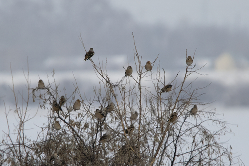 Hawfinch