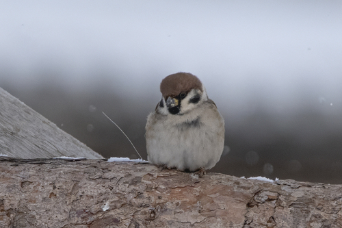Eurasian Tree Sparrow