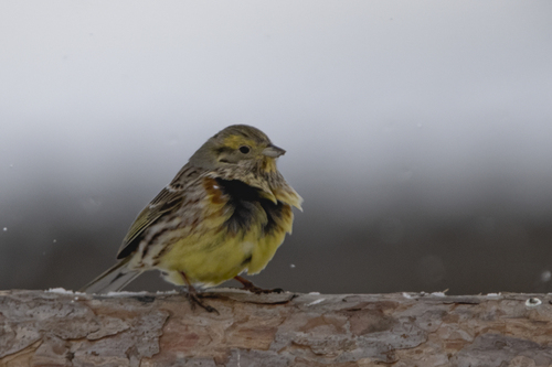 Yellowhammer
