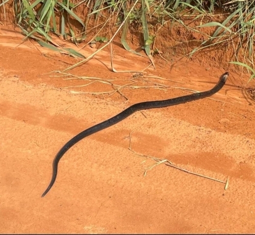 Black-necked Spitting Cobra