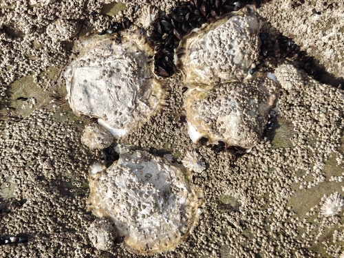 Magallana gigas