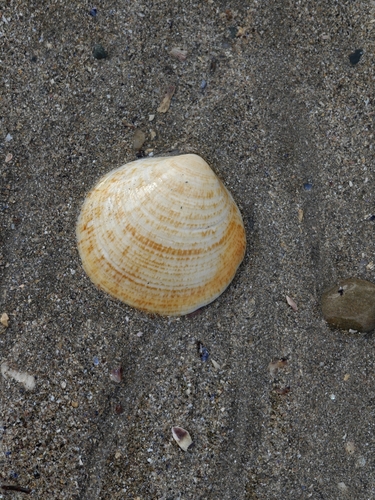 Glycymeris glycymeris