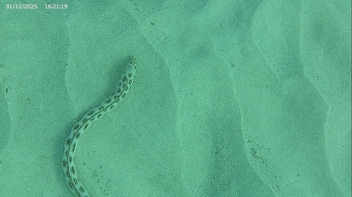 Myrichthys pardalis