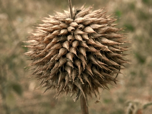 lion's ear
