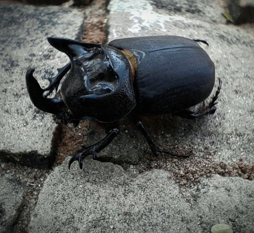 Coelosis bicornis