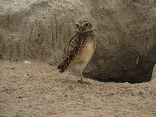 Burrowing Owl