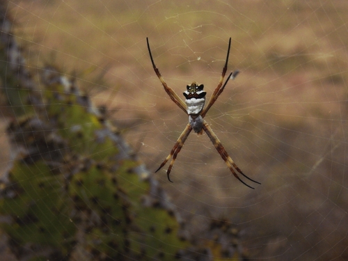 Silver Garden Orbweaver