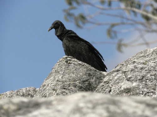 Black Vulture