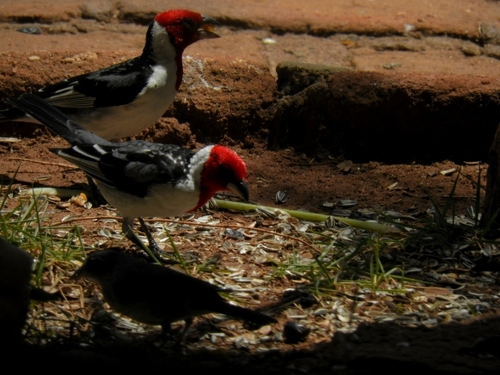 Red-cowled Cardinal