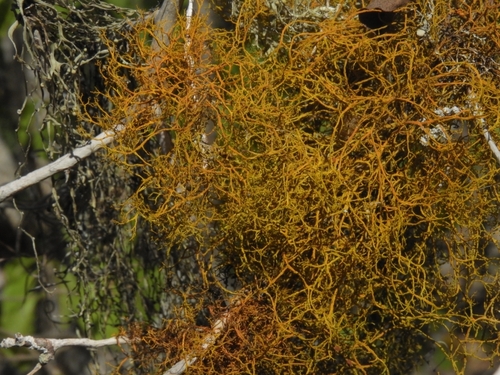 Golden Hair-lichen