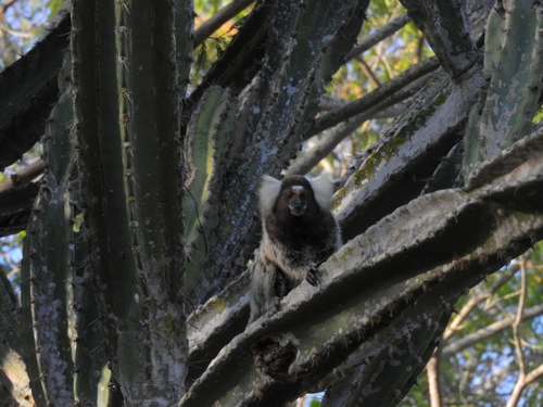 Common Marmoset