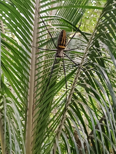Giant Golden Orbweaver