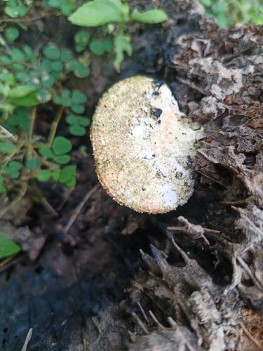 Shelf Fungi