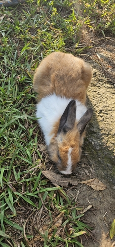 Domestic Rabbit