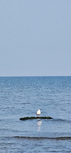 Black-headed Gull