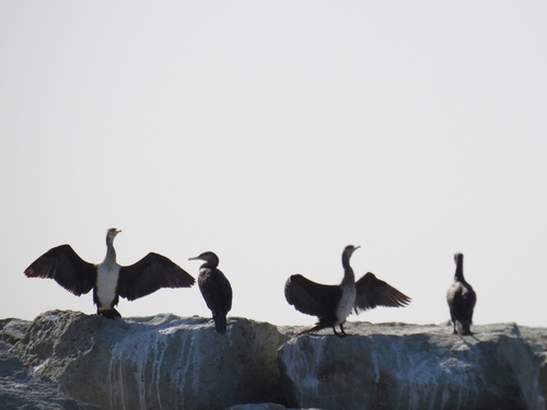 Great Cormorant