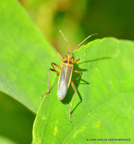 Stenomacra marginella