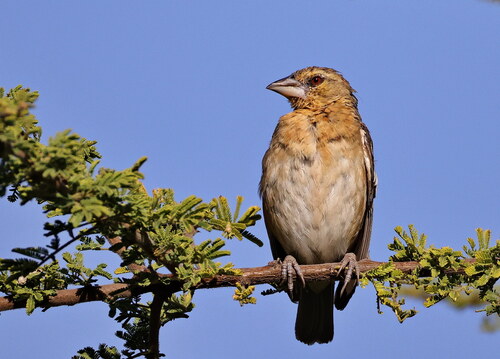 Chestnut Weaver