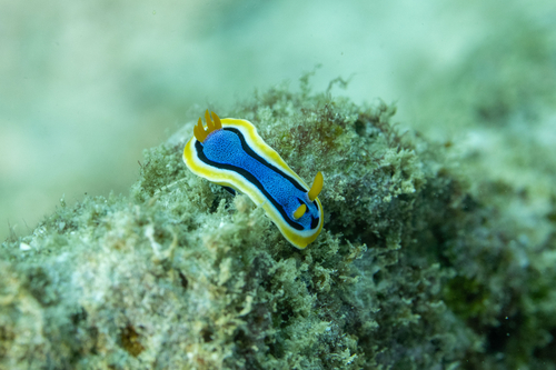 Chromodoris annae