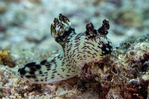 Jorunna rubescens