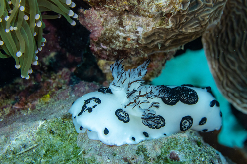 Jorunna funebris